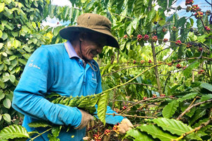 Di sản văn hóa phi vật thể của Việt Nam được đề xuất trình UNESCO ghi danh