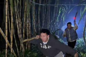 Trả tiền để được... trộm mía, dòng người ùn ùn kéo đến trải nghiệm cảm giác bị rượt đuổi