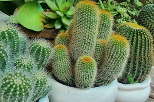 7 loại cây nhất định không được trồng trong nhà để tránh vận xui xẻo