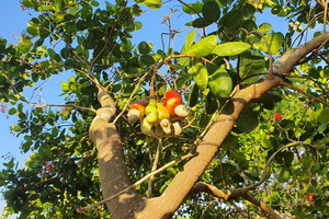 Việt Nam mạnh tay chi mức tiền 'khủng' để mua gần 1 triệu tấn 'hạt vạn người mê' từ nước láng giềng