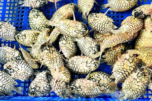 2 loài cá mang tên hoa quả gây sốt: Hình dáng kỳ lạ, hương vị hiếm có, giá bán đắt đỏ vẫn được săn lùng