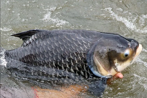 Nuôi loài cá khổng lồ mệnh danh 'vua cá nước ngọt' giá tới 500.000 đồng/kg: Nông dân lãi đậm, thương lái săn mua