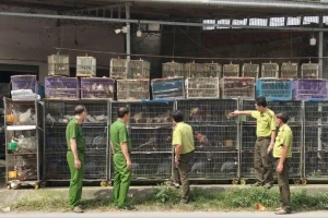 Tạm giữ hơn 1.900 con chim cảnh vì 'không có hồ sơ hợp pháp'
