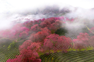 Việt Nam có một nơi được mệnh danh là 'châu Âu thu nhỏ', cách Hà Nội hơn 300km, đang bước vào mùa hoa đẹp nhất năm