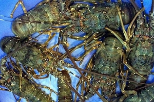 Trung Quốc mê mẩn 'vàng dưới nước' của Việt Nam: Thu về 1,2 tỷ USD, mặt hàng sang chảnh nào được ưa chuộng nhất?