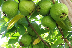 'Siêu quả' của Việt Nam: Ngon-bổ-rẻ, chỉ 10.000 đồng/kg, từ nông thôn đến thành thị đều có