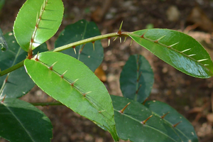 Cây dại khó nhớ tên ở Việt Nam sang nước ngoài lại là 'mỏ vàng': Chỉ hái lá non cũng kiếm được tiền
