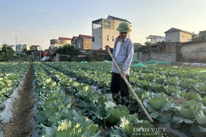 Dù mới vào mùa, nông dân Ninh Bình lãi đậm cả chục triệu đồng với rau vụ Đông, cách trồng kiểu gì mà ‘thần kỳ’ vậy?