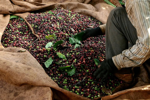 Quốc gia nào đã chi hơn 1 tỷ USD để nhập một loại hạt của Việt Nam?