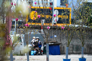 Tết còn xa, hoa mộc lan nhập khẩu đã 'len lỏi' ở chợ hoa Quảng An, giá tới 5 triệu đồng/cành vẫn hút khách