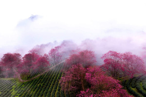 Đồi chè nằm ở độ cao 1.800m, được ví như 'viên ngọc xanh' của cung đèo ngoạn mục bậc nhất miền Bắc