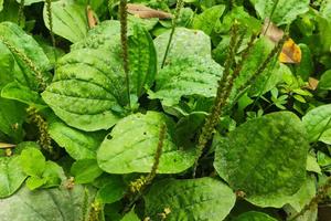 Loại cây mọc đầy ven đường ở Việt Nam được Trung Quốc gọi là 'cỏ tài lộc', giá bán tới 150.000 đồng/kg