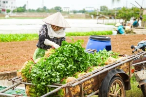 Vì sao giá rau củ ở Hà Nội tăng chóng mặt?