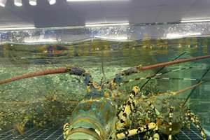 Nguồn cung sụt giảm, tôm hùm bông đắt đỏ chưa từng thấy tại thị trường TP.HCM leo sát 3 triệu đồng/kg