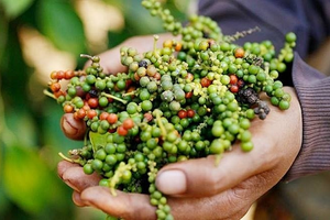 Một loại 'sản vật' của Việt Nam đang làm mưa làm gió tại Mỹ- Đức- Ấn Độ: Vừa thu về 1,51 tỷ USD, nước ta là thủ phủ sản xuất toàn cầu