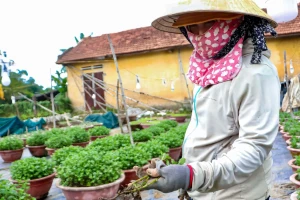 Người trồng cúc Đà Nẵng lao đao vì hoa thối rễ, khó cứu trước Tết
