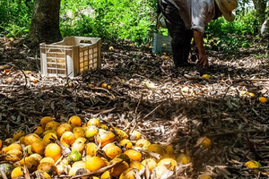 Nghịch lý tại Cuba: 'Vàng' rơi đầy gốc nhưng không thể nhặt, muốn đem bán lấy tiền cũng khó