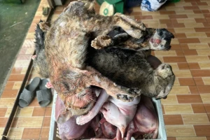 Bắt quả tang hơn 700kg mèo không rõ nguồn gốc trong kho lạnh ở Đồng Tháp