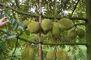 Từ 2026, mỗi quả sầu riêng sẽ có 'căn cước điện tử' riêng: Quét QR truy xuất toàn bộ hành trình