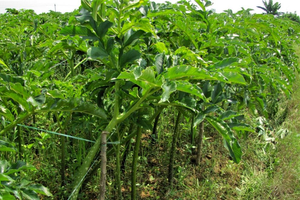 Từ rau dại ven bờ mương, gắn với bữa cơm nghèo, loại cây này nay 'lên đời' thành đặc sản lạ trên mâm cơm Việt