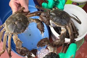Cua lông Trung Quốc rớt giá mạnh: Từ đặc sản triệu đồng xuống vài trăm nghìn/kg, bán lẻ theo con tràn chợ Việt