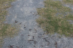 Giun trồi lên chết hàng loạt dưới chân đèo Ngang không phải do ô nhiễm môi trường