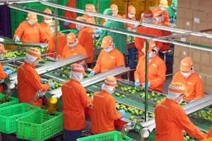 EU giảm gần 50% cảnh báo vi phạm với nông sản Việt