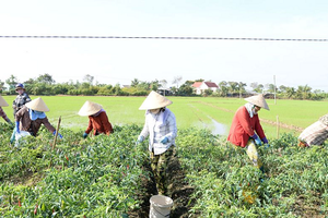 Hái tới đâu bán hết tới đó, loại quả ở Đồng Tháp giá tới 120.000 đồng/kg hút hàng mạnh, nông dân thu tiền triệu mỗi ngày