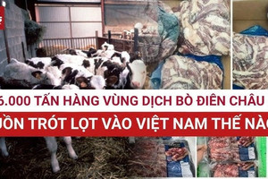 Thực phẩm chăn nuôi từ vùng dịch bò điên châu Âu ‘đội lốt’ hàng sạch, được ‘rửa’ hồ sơ: Đường dây nhập lậu 2.100 tỷ đồng bị phanh phui