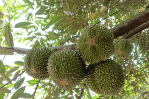 Loại quả đắt đỏ bậc nhất thế giới được trồng thành công tại Việt Nam, giá tới 600.000 đồng/kg