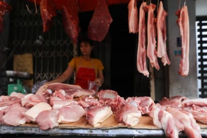 Giá heo hơi lập đỉnh mới 71.000 đồng/kg tại miền Bắc