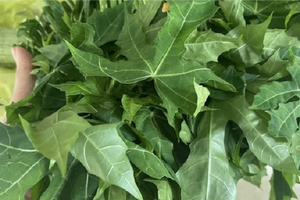 Thân như cây sắn, lá như đu đủ, ăn lại ngọt như mì chính, loại rau lạ bất ngờ 'lên đời' nhiều người tìm mua cây giống