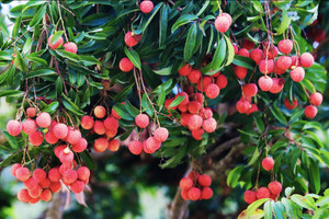 Kỳ tích: Israel trồng thành công vải thiều Việt Nam trên sa mạc, quả to, ngọt lịm, năng suất 25 tấn/ha