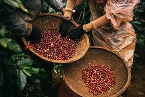 Việt Nam sở hữu một loại vàng đen được Đức 'mê như điếu đổ', chi tiền khủng để săn lùng