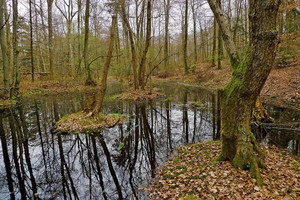 Mới phát hiện 2 đồng tiền vàng cổ từ thế kỷ thứ 3 trước Công nguyên tại một vùng đầm lầy