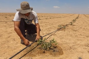 Giải mã bí mật: Người Israel dẫn đầu nông nghiệp thế giới chỉ với sỏi đá và công nghệ như thế nào?