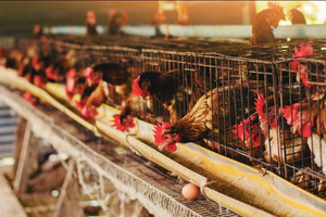 Nông dân Hải Phòng nuôi gà bằng công nghệ thông minh, lãi tiền tỷ ngay lứa đầu