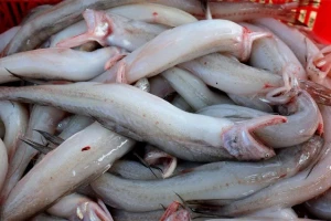 Phát hiện cá cháo ướp formol tại chợ Hà Tĩnh, 5/7 mẫu không đảm bảo an toàn