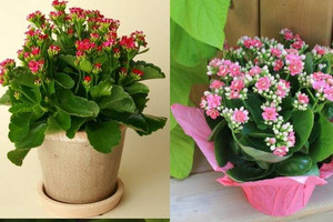 Người trồng cây thông minh chọn 4 'nhóm cây vàng' này để cải thiện sức khỏe và không gian sống