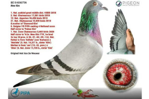 Lý do khiến giới siêu giàu sẵn sàng chi 35 tỷ đồng cho một chú chim bồ câu không dùng để đua