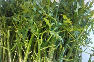 Việt Nam có loại rau ngọt như mì chính, cực nhiều dinh dưỡng nhưng tiếc là ít người biết đến để ăn