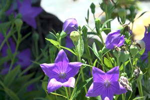 Dự án dược liệu quý 200 tỷ đồng tại Quảng Ngãi sắp được gỡ khó