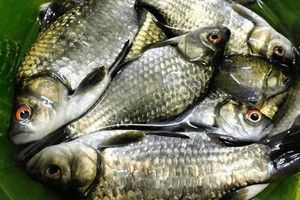 Láng giềng Việt Nam chỉnh sửa gen tạo nên cá diếc không xương dăm, đột phá sinh học khiến giới khoa học sửng sốt