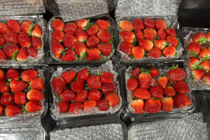 Đặc sản Mộc Châu đầu mùa 'lên kệ' Hà Nội, giá cao ngất ngưởng hơn 400.000 đồng/kg