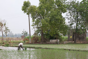 Vượt Trung Quốc, nền kinh tế lớn thứ năm thế giới trở thành quốc gia sản xuất gạo lớn nhất: Nhưng 'cái giá' ngày càng đắt