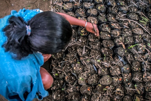 Cuba tạo ra 'vàng đen' từ phế phẩm, có thể là 'kế sinh tồn' giữa vòng vây cấm vận