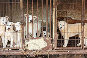 Hàn Quốc: Ngành thịt chó đứng trước bờ vực 'khai tử'