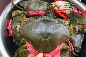 Cua Cà Mau 'leo đỉnh' 850.000 đồng/kg trước Tết: Trung Quốc mua mạnh, hàng trong nước khan hiếm