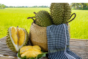 Biến động lạ ngày đầu năm 2026: Vì sao giá sầu riêng Thái và Ri6 chênh lệch kỷ lục?