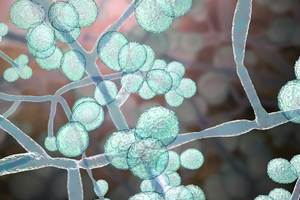 ‘Siêu vi khuẩn’ tấn công 27 tiểu bang ở nền kinh tế lớn nhất thế giới